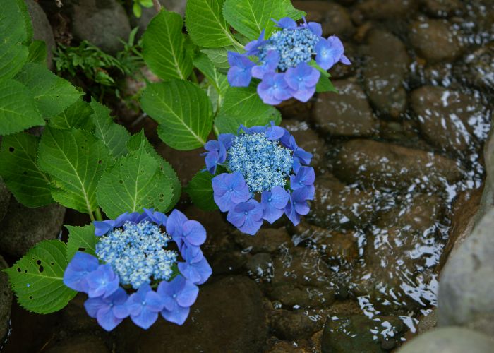 Three hydrangea in full bloom, captured from above a trickling stream.